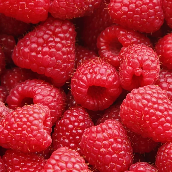 CRANBERRY